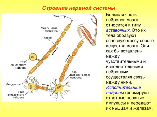 Строение нервной системы Большая часть нейронов мозга относится к типу вставочных . Это их тела образуют основную массу серого вещества мозга. Они как бы вставлены между чувствительными и исполнительными нейронами, осуществляя связь между ними. Исполнительные нейроны  формируют ответные нервные импульсы и передают их мышцам и железам.