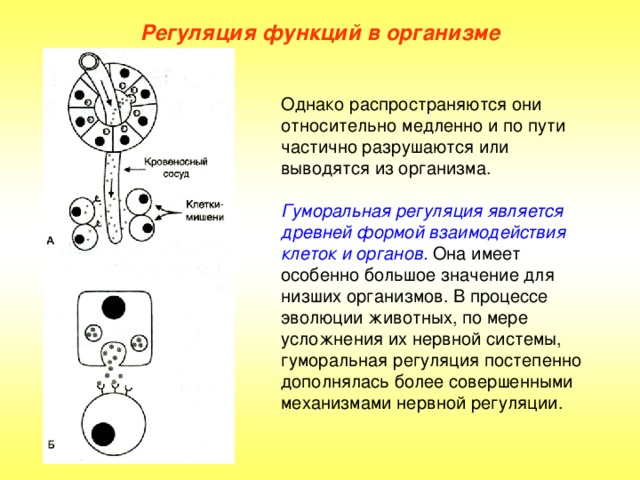 Регуляция функций в организме Однако распространяются они относительно медленно и по пути частично разрушаются или выводятся из организма. Гуморальная регуляция является древней формой взаимодействия клеток и органов. Она имеет особенно большое значение для низших организмов. В процессе эволюции животных, по мере усложнения их нервной системы, гуморальная регуляция постепенно дополнялась более совершенными механизмами нервной регуляции.