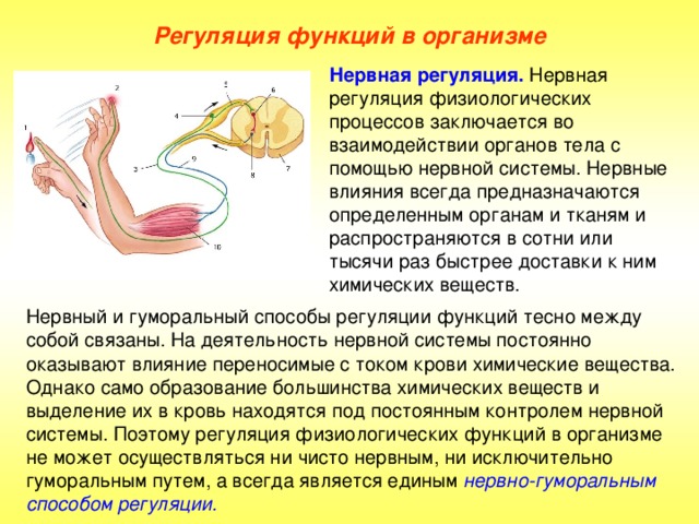 Регуляция функций в организме Нервная регуляция.  Нервная регуляция физиологических процессов заключается во взаимодействии органов тела с помощью нервной системы. Нервные влияния всегда предназначаются определенным органам и тканям и распространяются в сотни или тысячи раз быстрее доставки к ним химических веществ. Нервный и гуморальный способы регуляции функций тесно между собой связаны. На деятельность нервной системы постоянно оказывают влияние переносимые с током крови химические вещества. Однако само образование большинства химических веществ и выделение их в кровь находятся под постоянным контролем нервной системы. Поэтому регуляция физиологических функций в организме не может осуществляться ни чисто нервным, ни исключительно гуморальным путем, а всегда является единым нервно-гуморальным способом регуляции.