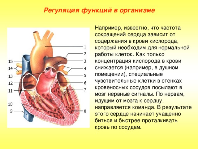 Регуляция функций в организме Например, известно, что частота сокращений сердца зависит от содержания в крови кислорода, который необходим для нормальной работы клеток. Как только концентрация кислорода в крови снижается (например, в душном помещении), специальные чувствительные клетки в стенках кровеносных сосудов посылают в мозг нервные сигналы. По нервам, идущим от мозга к сердцу, направляется команда. В результате этого сердце начинает учащенно биться и быстрее проталкивать кровь по сосудам.