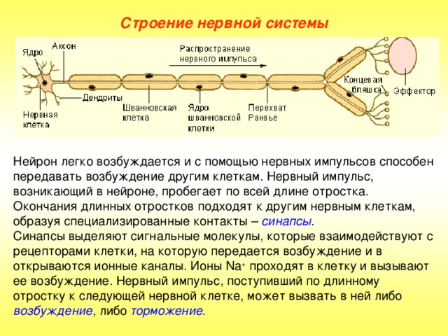 Строение нервной системы Нейрон легко возбуждается и с помощью нервных импульсов способен передавать возбуждение другим клеткам. Нервный импульс, возникающий в нейроне, пробегает по всей длине отростка. Окончания длинных отростков подходят к другим нервным клеткам, образуя специализированные контакты – синапсы . Синапсы выделяют сигнальные молекулы, которые взаимодействуют с рецепторами клетки, на которую передается возбуждение и в открываются ионные каналы. Ионы Na + проходят в клетку и вызывают ее возбуждение. Нервный импульс, поступивший по длинному отростку к следующей нервной клетке, может вызвать в ней либо возбуждение , либо торможение .