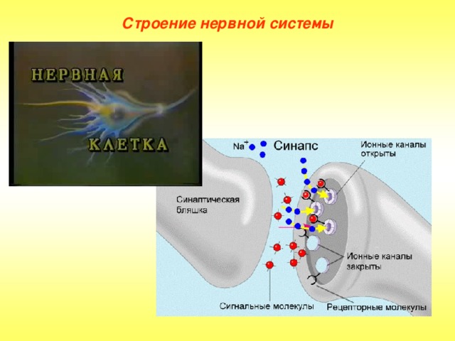 Строение нервной системы