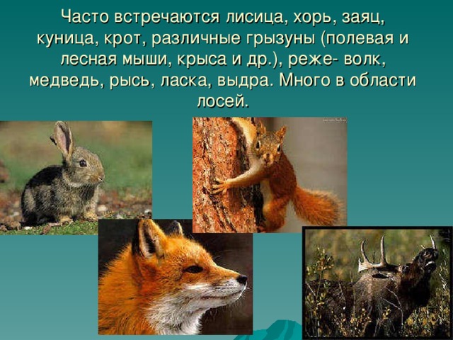 Часто встречаются лисица, хорь, заяц, куница, крот, различные грызуны (полевая и лесная мыши, крыса и др.), реже- волк, медведь, рысь, ласка, выдра. Много в области лосей.