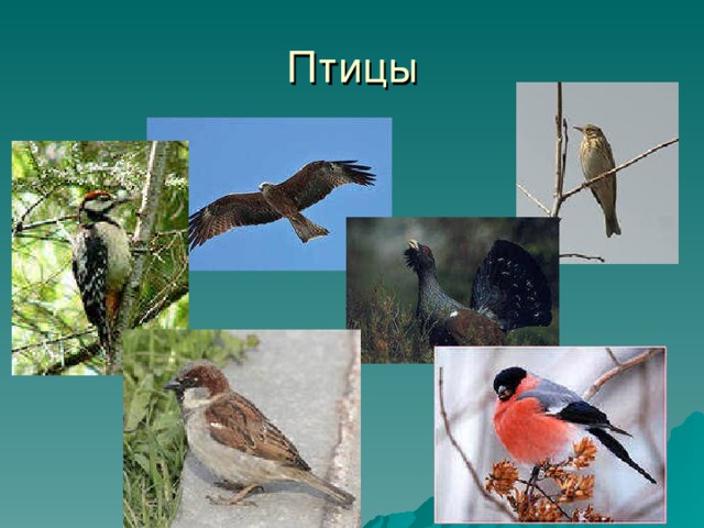 Птицы