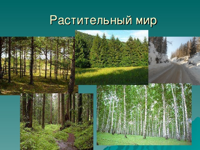 Растительный мир