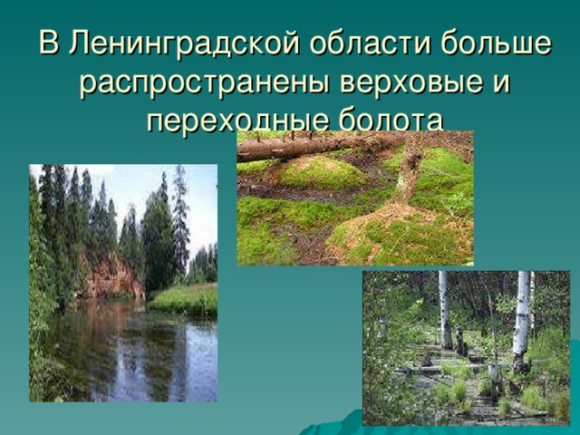 В Ленинградской области больше распространены верховые и переходные болота