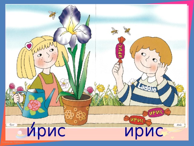 ирис ирис 
