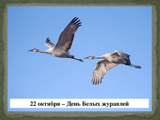 22 октября – День Белых журавлей 