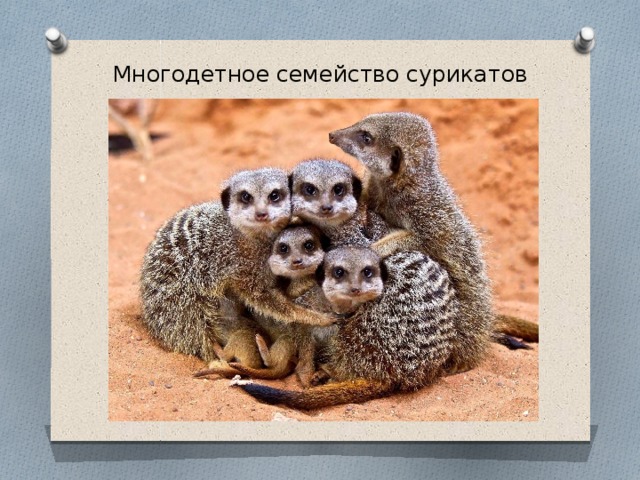 Презентация на тему сурикаты