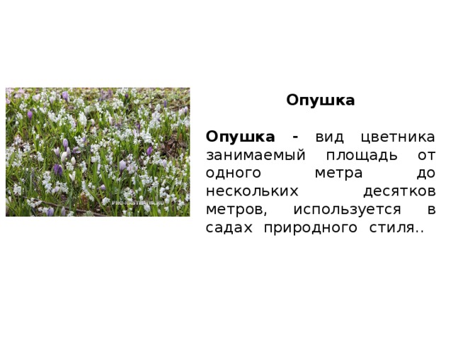 Опушка  Опушка - вид цветника занимаемый площадь от одного метра до нескольких десятков метров, используется в садах природного стиля..   