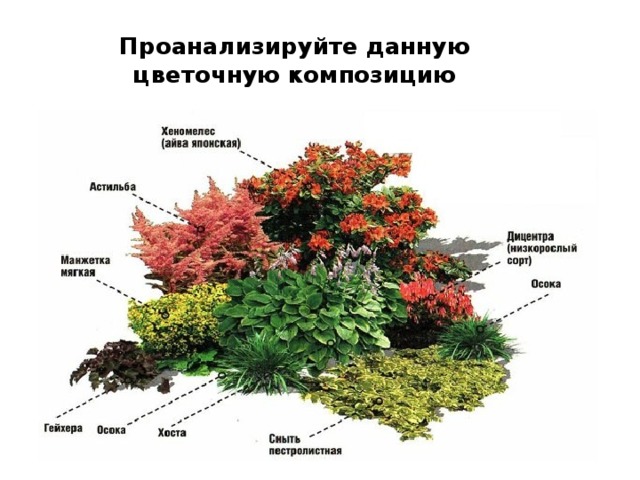 Проанализируйте данную цветочную композицию 