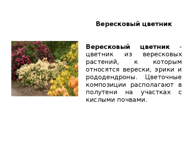 Вересковый цветник  Вересковый цветник - цветник из вересковых растений, к которым относятся верески, эрики и рододендроны. Цветочные композиции располагают в полутени на участках с кислыми почвами. 