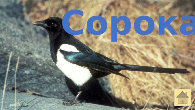 Сорока 