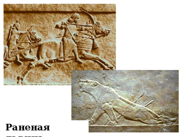 Раненая львица 