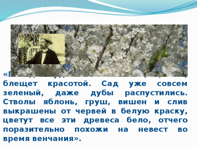 В письме 1889 года А.П. Чехов пишет: «Погода чудесная. Все поет, цветет, блещет красотой. Сад уже совсем зеленый, даже дубы распустились. Стволы яблонь, груш, вишен и слив выкрашены от червей в белую краску, цветут все эти древеса бело, отчего поразительно похожи на невест во время венчания».