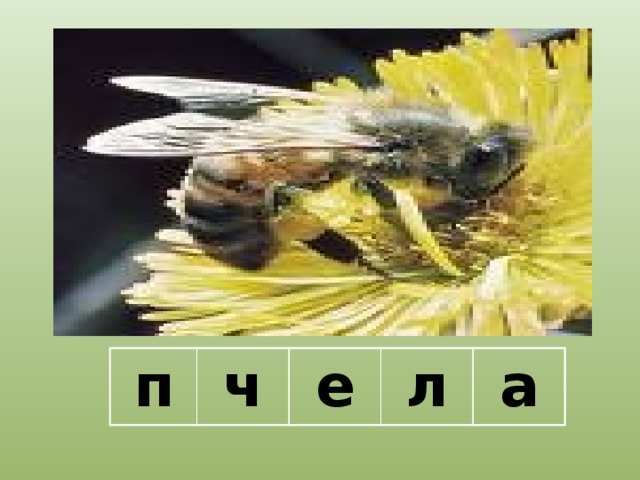 п ч е л а 