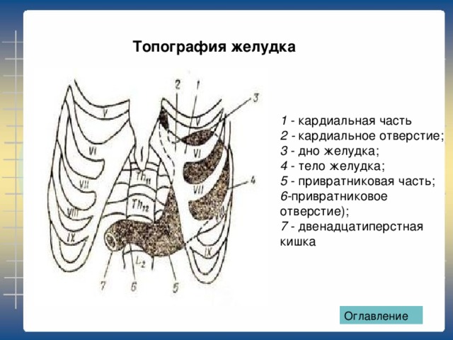 Желудок: топография и строение стенки