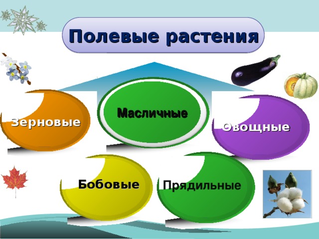 Презентация на тему поле