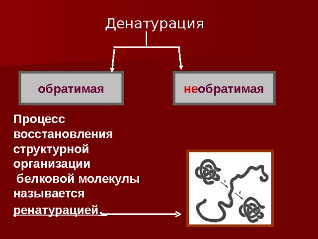 Денатурация не обратимая обратимая Процесс восстановления структурной организации  белковой молекулы называется ренатурацией .  