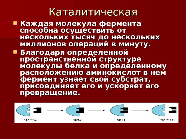 Каталитическая Каждая молекула фермента способна осуществить от нескольких тысяч до нескольких миллионов операций в минуту. Благодаря определенной пространственной структуре молекулы белка и определенному расположению аминокислот в нем фермент узнает свой субстрат, присоединяет его и ускоряет его превращение. 