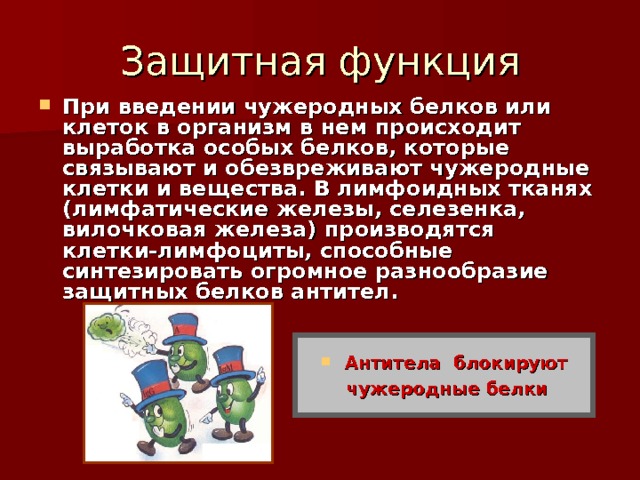 Защитная функция При введении чужеродных белков или клеток в организм в нем происходит выработка особых белков, которые связывают и обезвреживают чужеродные клетки и вещества. В лимфоидных тканях (лимфатические железы, селезенка, вилочковая железа) производятся клетки-лимфоциты, способные синтезировать огромное разнообразие защитных белков антител. Антитела блокируют  чужеродные белки 