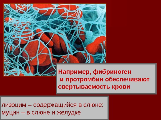 Например, фибриноген  и протромбин обеспечивают свертываемость крови Защитная – антитела, протромбин, фибриноген;  лизоцим – содержащийся в слюне;  муцин – в слюне и желудке. лизоцим – содержащийся в слюне;  муцин – в слюне и желудке  