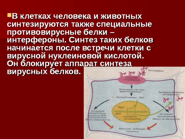 В клетках человека и животных синтезируются также специальные противовирусные белки – интерфероны. Синтез таких белков начинается после встречи клетки с вирусной нуклеиновой кислотой. Он блокирует аппарат синтеза вирусных белков.  