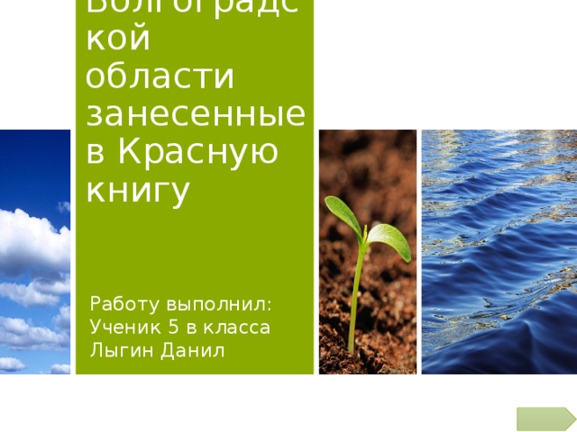Животные Волгоградской области занесенные в Красную книгу Работу выполнил: Ученик 5 в класса Лыгин Данил 