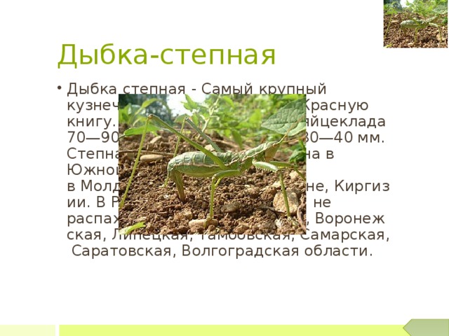 Дыбка-степная Дыбка степная - Самый крупный кузнечик России. Занесена в Красную книгу. Длина тела самки без яйцеклада 70—90 мм, длина яйцеклада 30—40 мм. Степная дыбка распространена в Южной Европе, на Украине, в Молдавии, Грузии, Казахстане, Киргизии. В России заселяет участки не распаханных степей (Курская, Воронежская, Липецкая, Тамбовская, Самарская, Саратовская, Волгоградская области. 