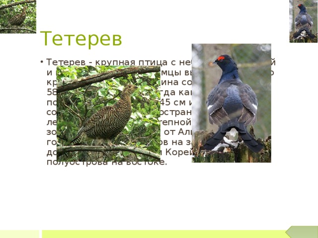 Тетерев Тетерев - крупная птица с небольшой головой и коротким клювом. Самцы выглядят заметно крупнее самок — их длина составляет 49—58 см, вес 1—1,5 кг, тогда как аналогичные показатели самок 40—45 см и 0,7— 1кг соответственно. Распространён в лесной, лесостепной и части степной зонах Европы и Азии — от Альпийских гор и Британских остров на западе до Уссурийского края и Корейского полуострова на востоке. 