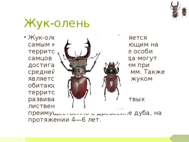Жук-олень красная книга. Размножение жука оленя. Сообщение про жука оленя. Жук олень описание для детей.