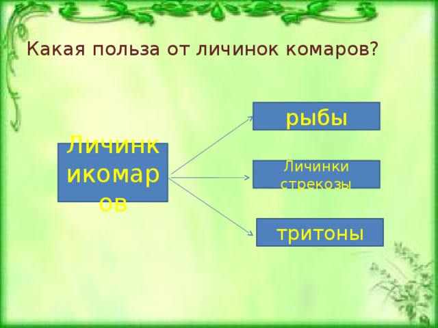 Какая польза от личинок комаров? рыбы Личинкикомаров Личинки стрекозы тритоны 