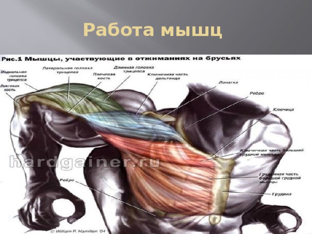 Работа мышц 