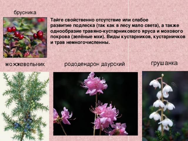 брусника Тайге свойственно отсутствие или слабое развитие подлеска (так как в лесу мало света), а также однообразие травяно-кустарникового яруса и мохового покрова (зелёные мхи). Виды кустарников, кустарничков и трав немногочисленны. 