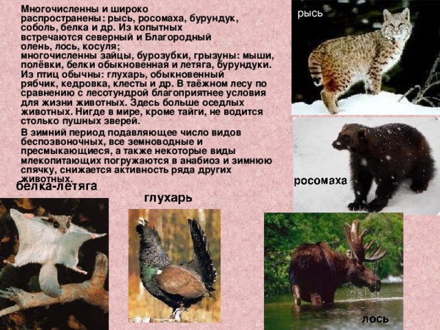  Многочисленны и широко распространены: рысь, росомаха, бурундук, соболь, белка и др. Из копытных встречаются северный и Благородный олень, лось, косуля; многочисленны зайцы, бурозубки, грызуны: мыши, полёвки, белки обыкновенная и летяга, бурундуки. Из птиц обычны: глухарь, обыкновенный рябчик, кедровка, клесты и др. В таёжном лесу по сравнению с лесотундрой благоприятнее условия для жизни животных. Здесь больше оседлых животных. Нигде в мире, кроме тайги, не водится столько пушных зверей.  В зимний период подавляющее число видов беспозвоночных, все земноводные и пресмыкающиеся, а также некоторые виды млекопитающих погружаются в анабиоз и зимнюю спячку, снижается активность ряда других животных. рысь 