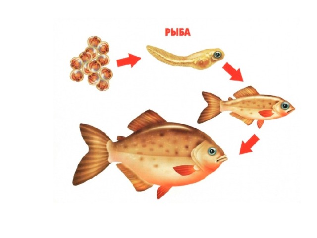 Стадии развития рыбы в картинках