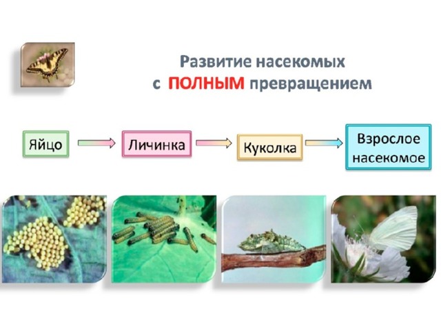 Запиши по 3 примера насекомые