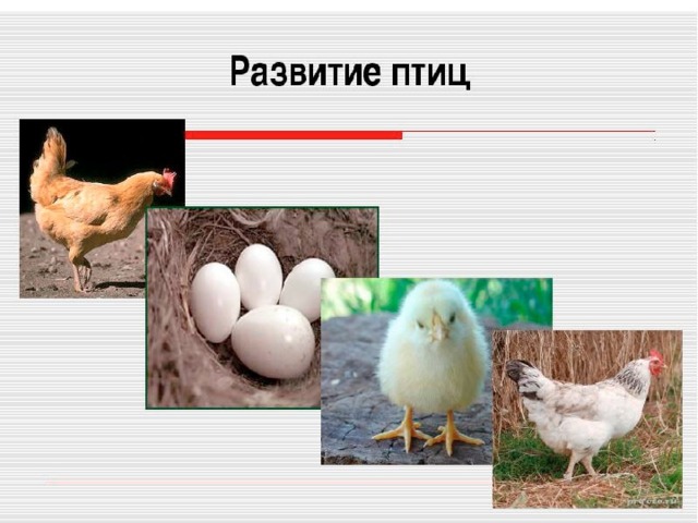 Размножение и развитие животных 3 класс план урока
