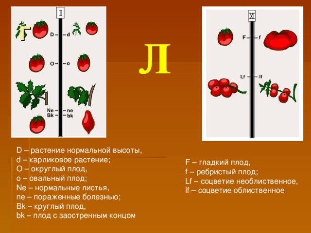 Г  Л D – растение нормальной высоты,  d – карликовое растение;  О – округлый плод,  о – овальный плод;  Ne – нормальные листья,  ne – пораженные болезнью;  Bk – круглый плод,  bk – плод с заостренным концом F – гладкий плод,  f – ребристый плод;  Lf – соцветие необлиственное,  lf – соцветие облиственное