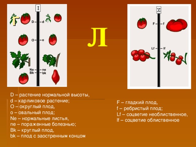 Г  Л D – растение нормальной высоты,  d – карликовое растение;  О – округлый плод,  о – овальный плод;  Ne – нормальные листья,  ne – пораженные болезнью;  Bk – круглый плод,  bk – плод с заостренным концом F – гладкий плод,  f – ребристый плод;  Lf – соцветие необлиственное,  lf – соцветие облиственное