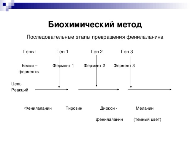 Биохимический метод Последовательные этапы превращения фенилаланина  Гены: Ген 1 Ген 2 Ген 3  Белки – Фермент 1 Фермент 2 Фермент 3  ферменты Цепь Реакций  Фенилаланин Тирозин Диокси - Меланин  фенилаланин (темный цвет)