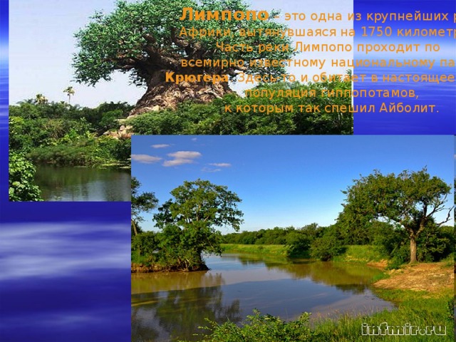 Приезжайте, доктор,   Приезжайте, доктор,  В Африку скорей.  И спасите, доктор,  Наших малышей! Ладно, ладно, побегу,  Вашим детям помогу.  Только где же вы живёте?  На горе или в болоте? Мы живём на Занзибаре,  В Калахари и Сахаре,  На горе Фернандо-По,  Где гуляет Гиппопо  По широкой Лимпопо . Река Лимпопо
