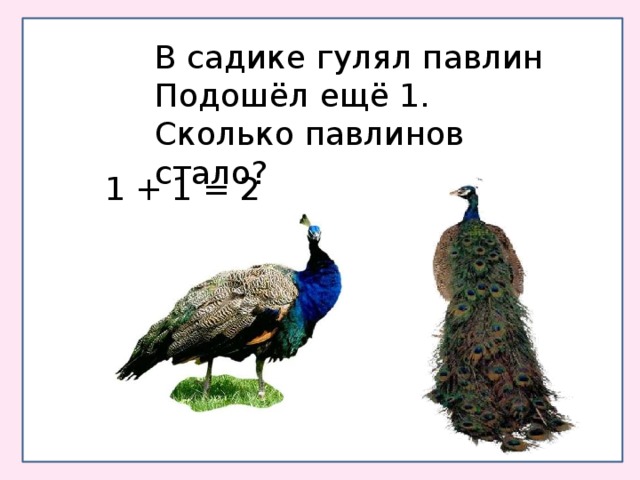 В садике гулял павлин Подошёл ещё 1. Сколько павлинов стало? 1 + 1 = 2 
