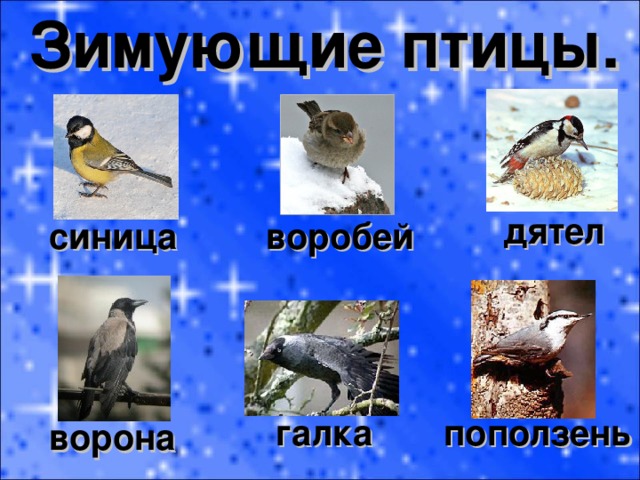Зимующие птицы. дятел синица воробей галка поползень ворона 