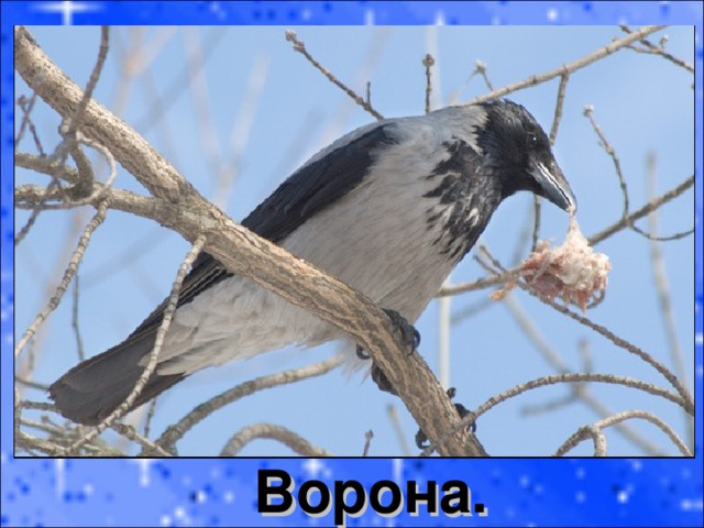 Ворона. 