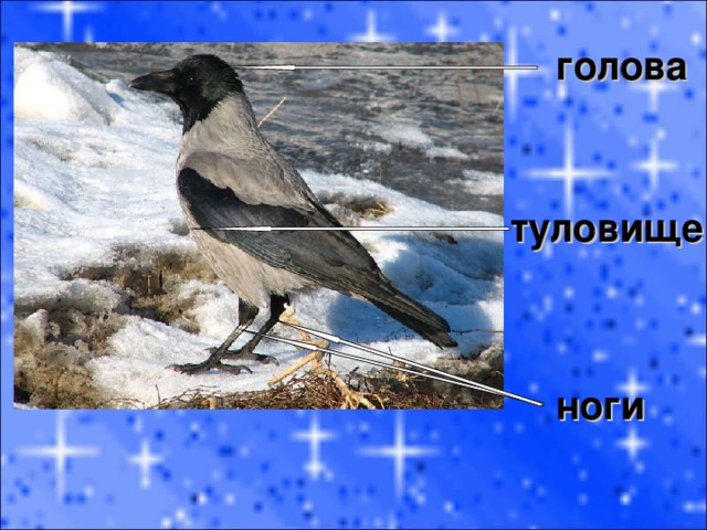 голова туловище ноги 