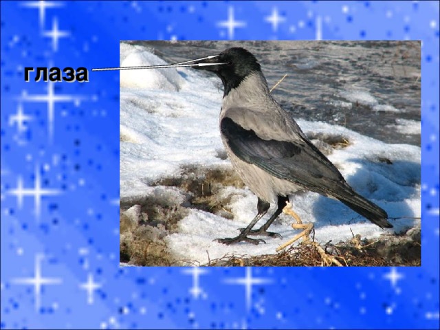 глаза 