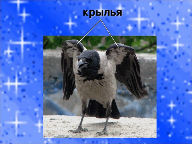 крылья 