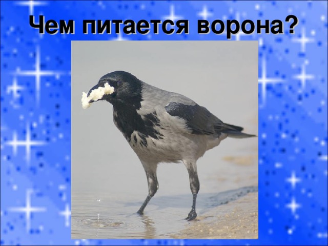 Чем питается ворона?  
