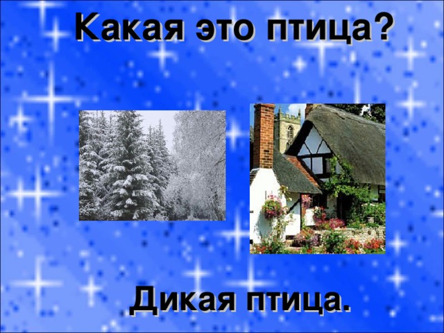 Какая это птица? Дикая птица. 